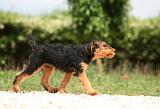 AIREDALE TERRIER 333